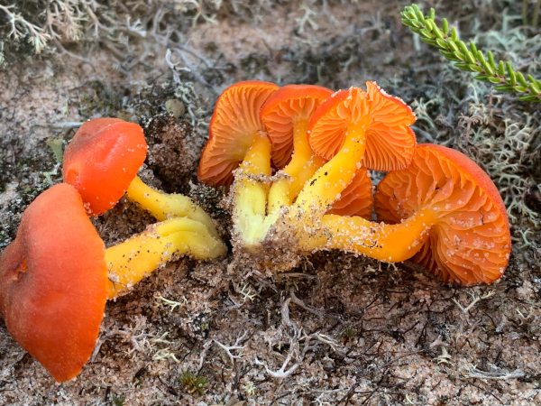 Hygrocybe jackmanii