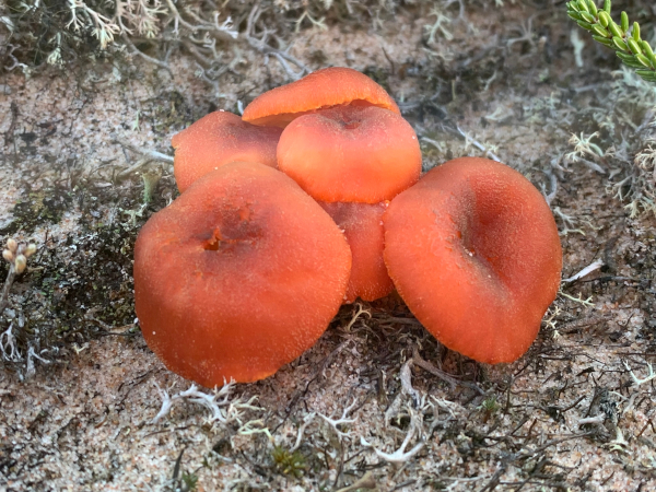 Hygrocybe jackmanii