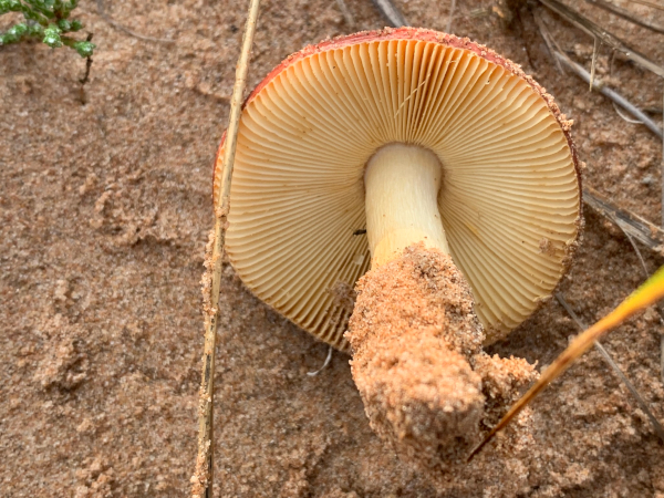 GT Russula